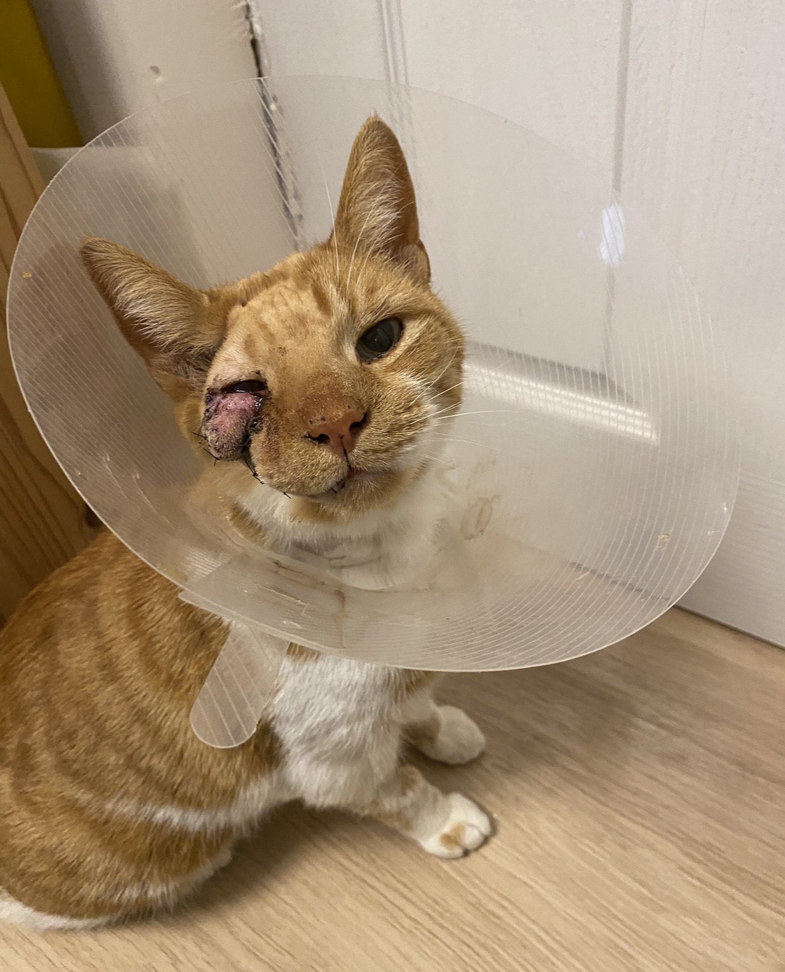 Cat looking toward the camera wearing an Elizabethan collar and with a swollen right eyelid
