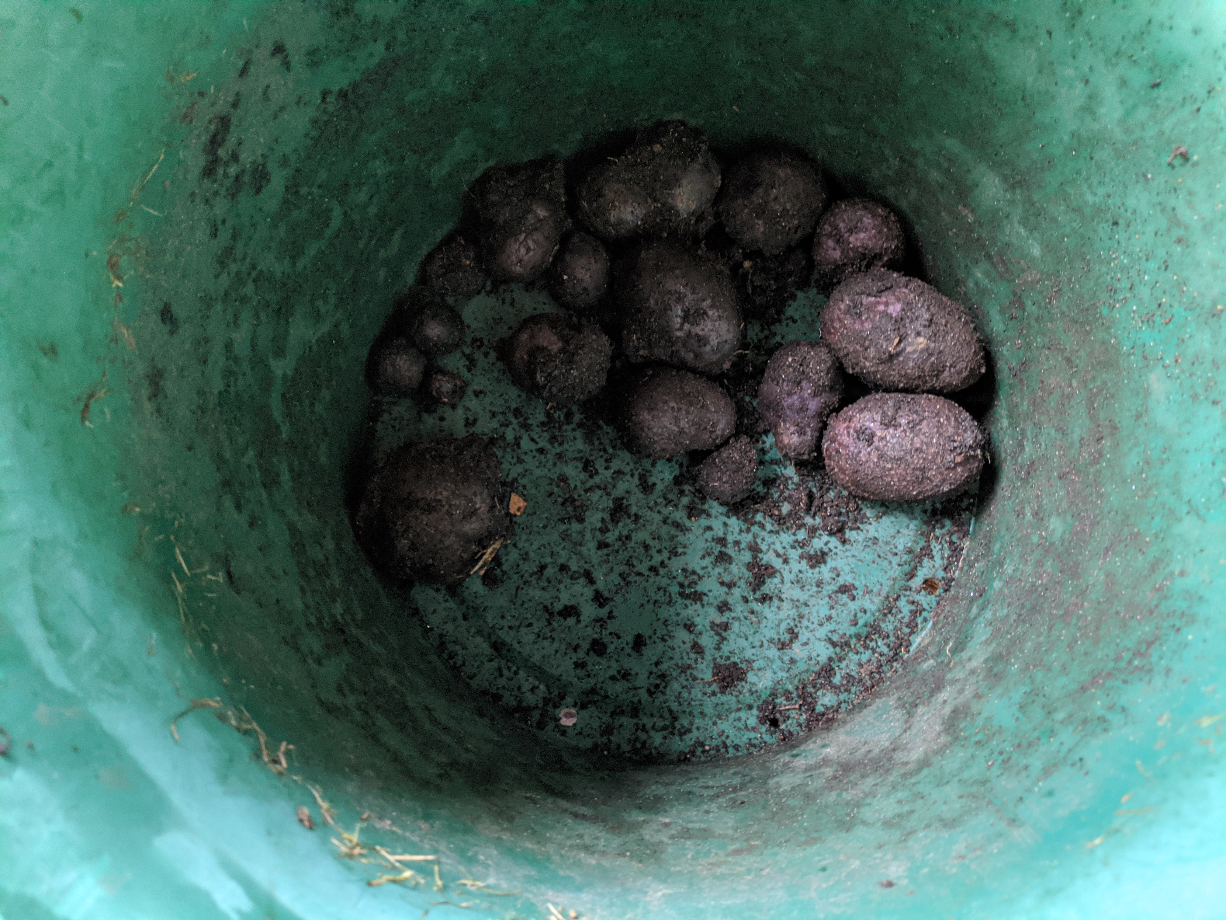 Some potatoes in a green bin