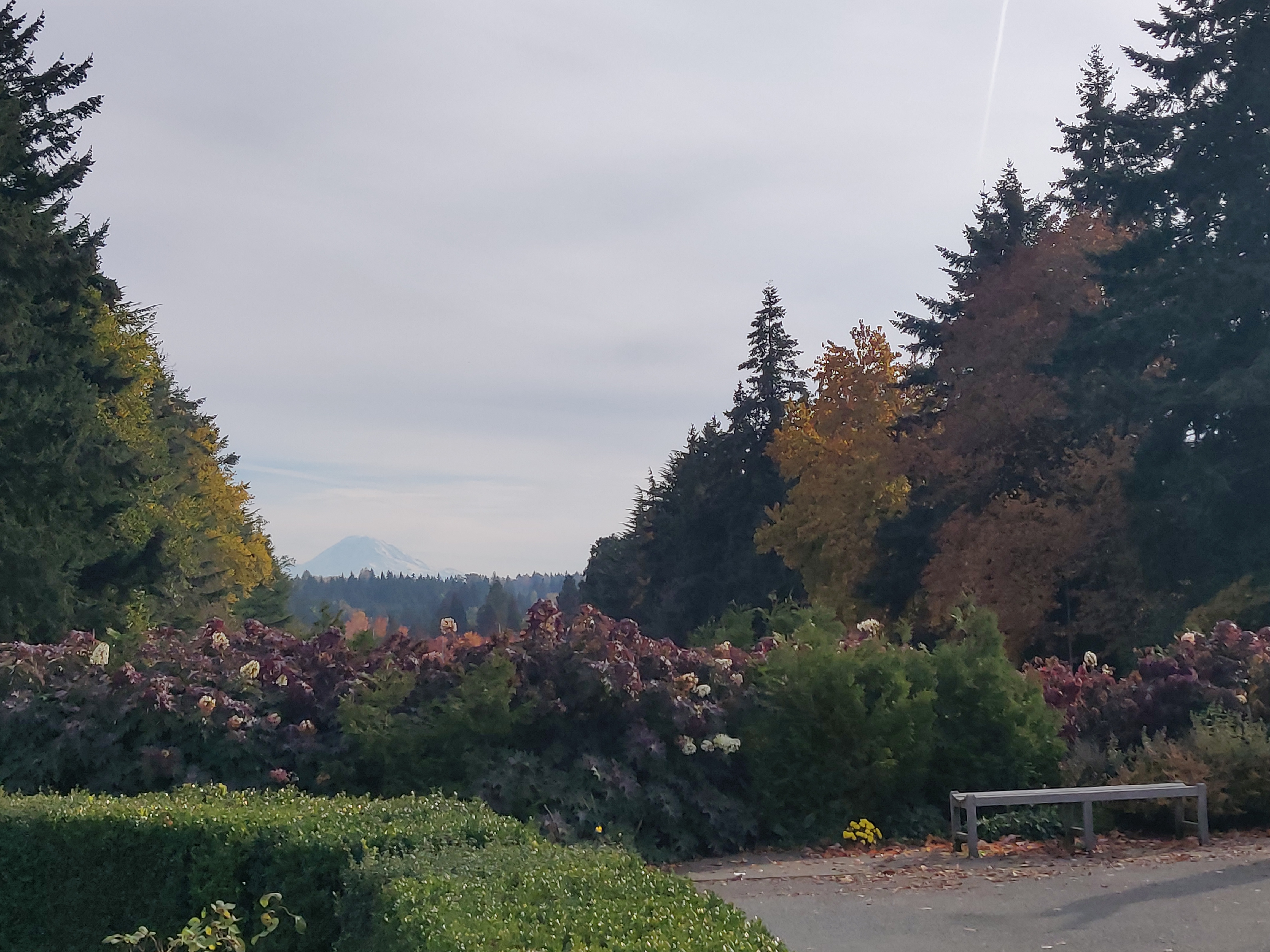 View of fall trees and mountain