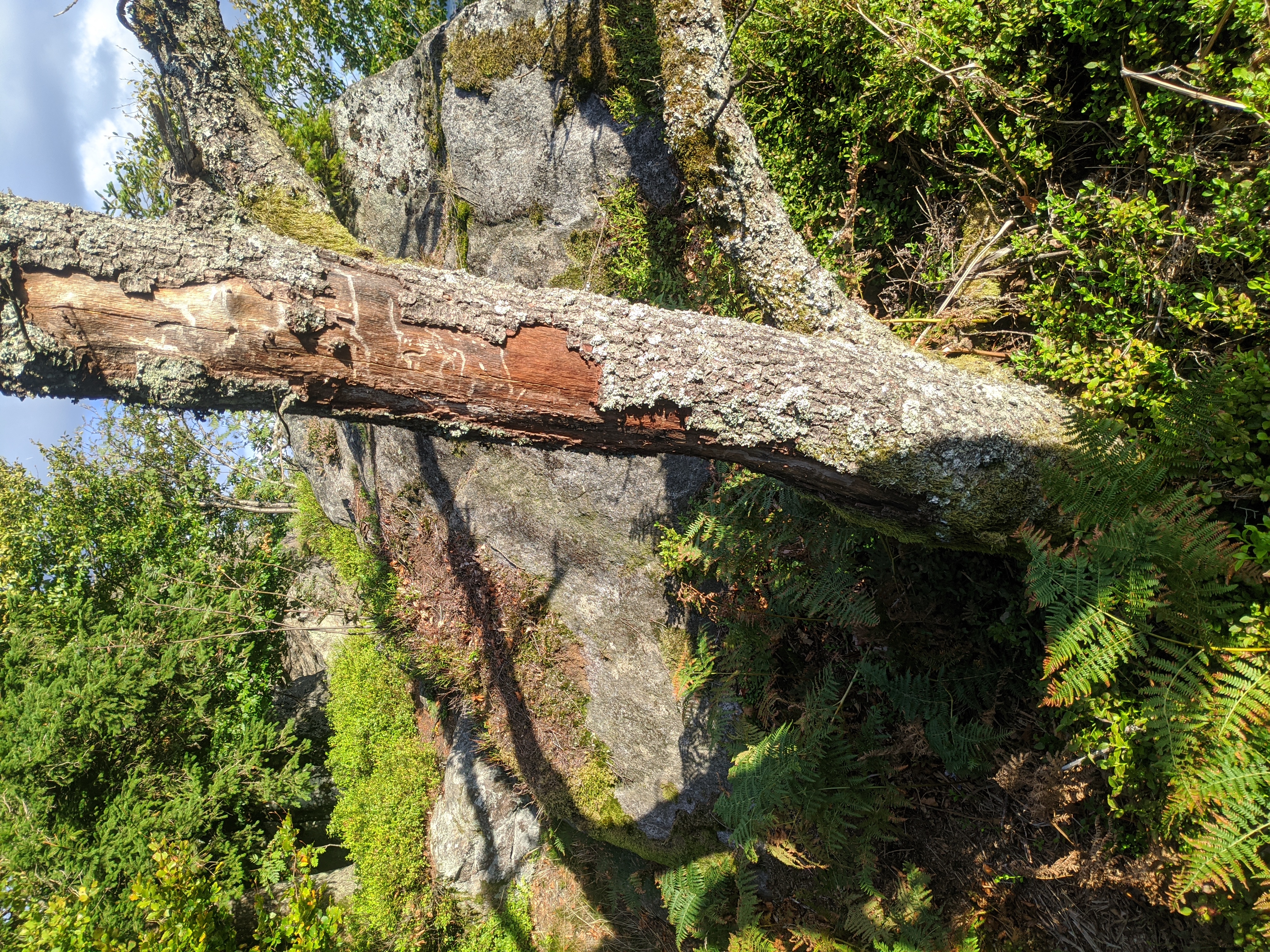 A tree on a mountainside.